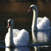 White Swans