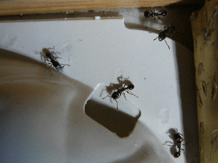 Turns out my camera is pretty good at macro photos!