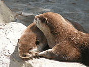 otter snooze