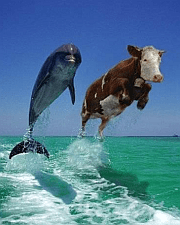 Chaos means having pictures that make no sense.