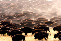 buffalo herd