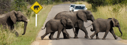 elephant crossing