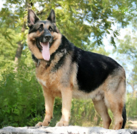 German Sheperd