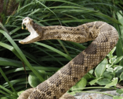 Rattle Snake