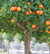 orange tree