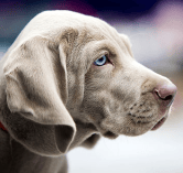 Canis lupus familiaris