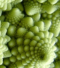 Romanesco Broccoli