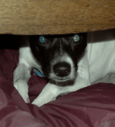 scared dog 1