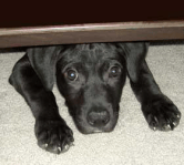scared dog 2