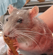a rat eating ice cream