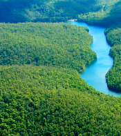 Hard to see the trees for the forest!