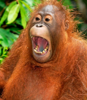 laughing-1