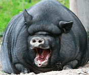 laughing-4