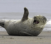 laughing-5