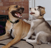 telling jokes