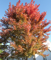autumn leaves