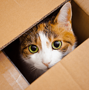 cat in box
