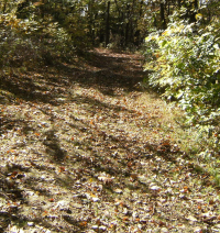 trail leaves