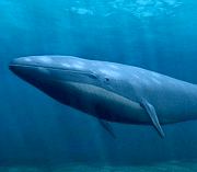 blue whale