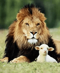 lion lamb
