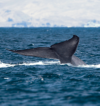 whale tail