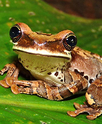 bromeliad frog