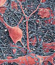 neurons and glial cells