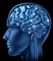 human brain