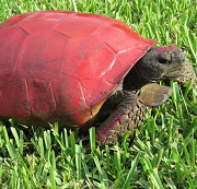 painted-turtle
