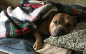 Tired Dog